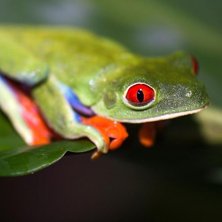 Finca Luna Nueva Lodge ラ・フォルトゥナ エクステリア 写真