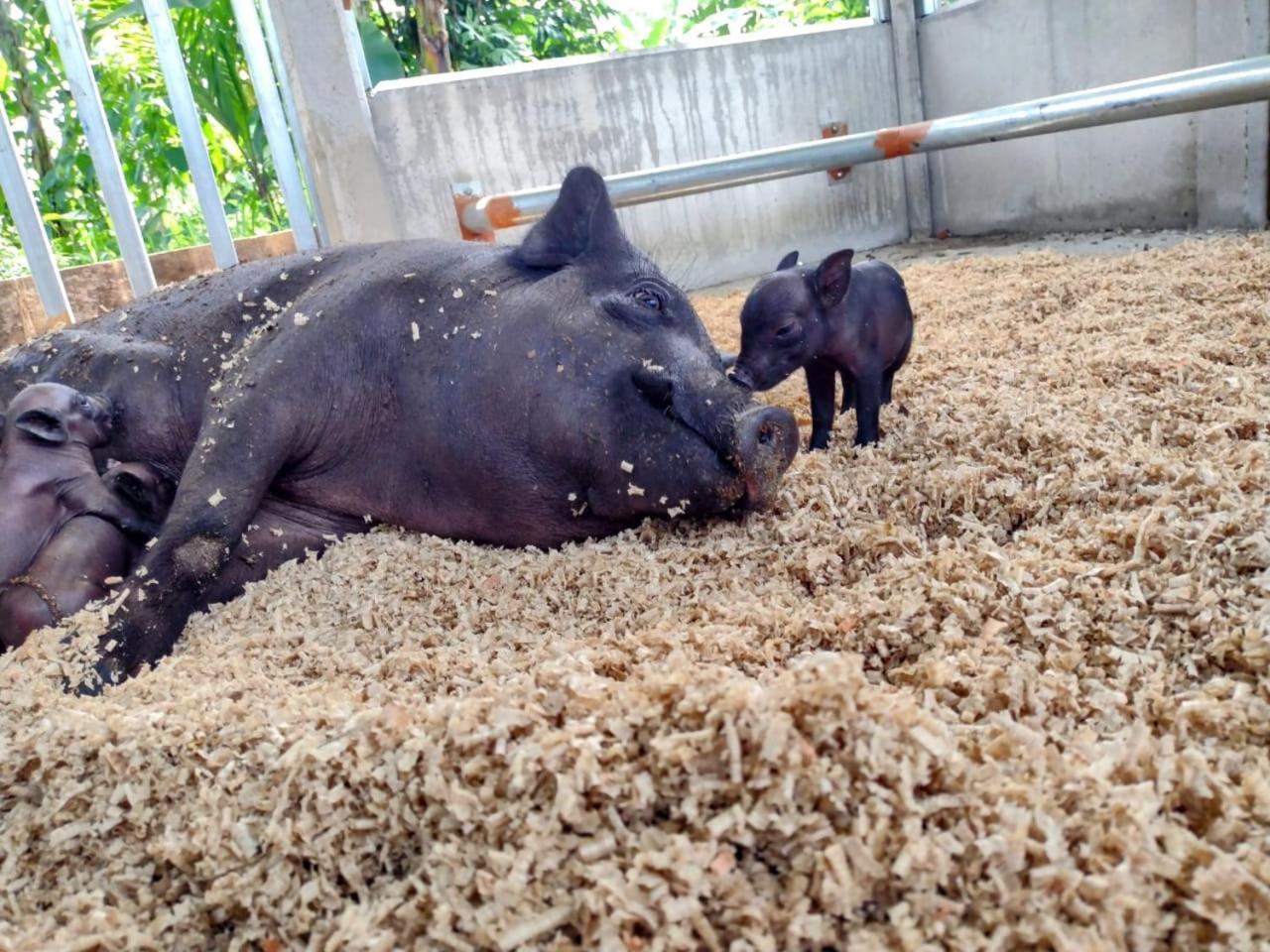 Finca Luna Nueva Lodge ラ・フォルトゥナ エクステリア 写真