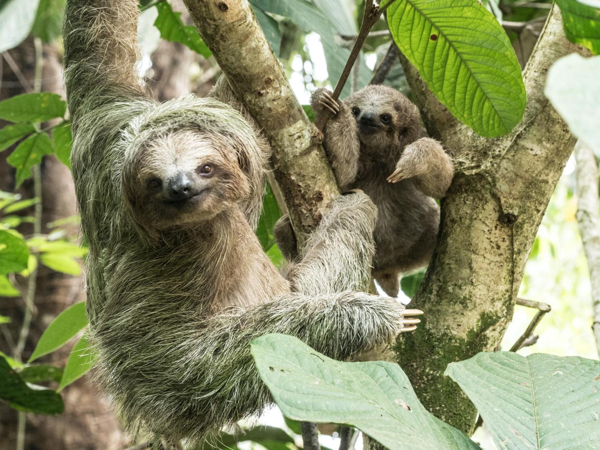 Finca Luna Nueva Lodge ラ・フォルトゥナ エクステリア 写真